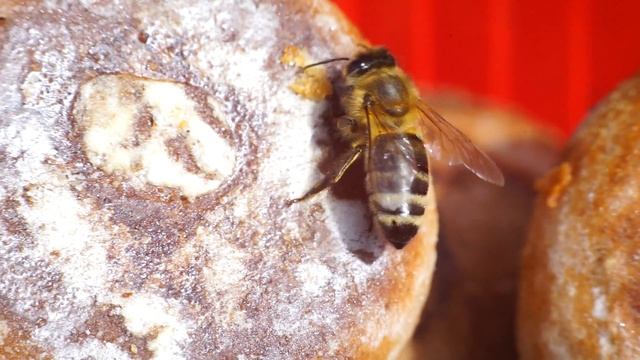 Karel Gott Пчёлка Майя смотреть онлайн