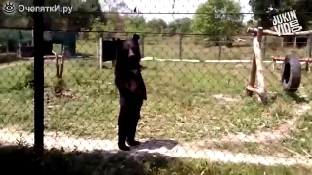 МЕДВЕДИ В РОССИИ И НА ЗАПАДЕ (ДОБРОЕ ,ИНТЕРЕСНОЕ И СМЕШНОЕ ВИДЕО) смотреть онлайн