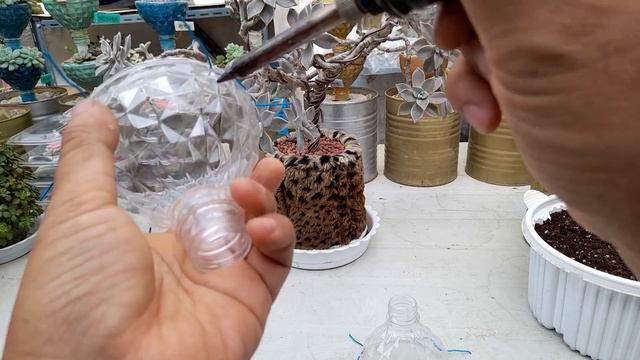 6년간 키운 다육 용월 뒤집기 ; 행잉화분 만들기 ; 다육이 거꾸로 키우기 смотреть онлайн