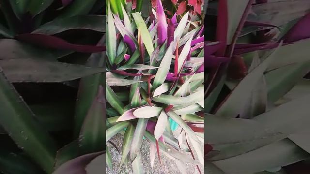 Rhoeo plant #colourful#easy to grow#trending смотреть онлайн