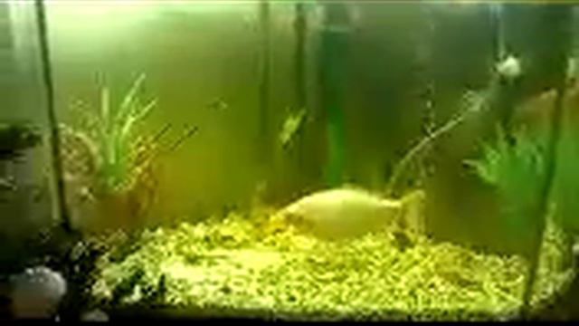 Two Goldfish in an Aquarium / Две Золотые Рыбки в аквариуме смотреть онлайн