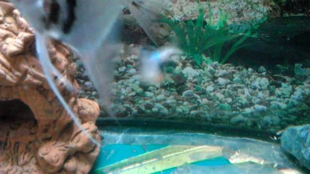 Танец страсти смотреть онлайн