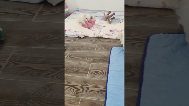 Мальтийская болонка ❤️ смотреть онлайн
