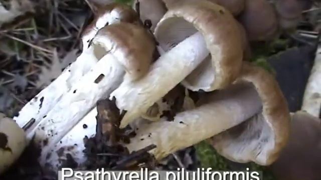 psathyrella_piluliformis.mpeg смотреть онлайн