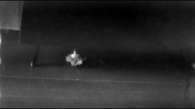 Мой самый лучший кот Васька! ? смотреть онлайн