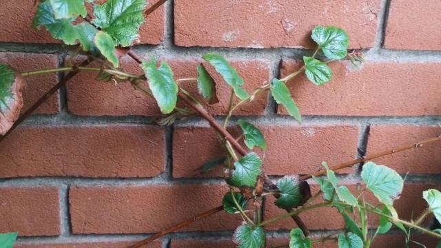 Ботанический сад на балконе. смотреть онлайн