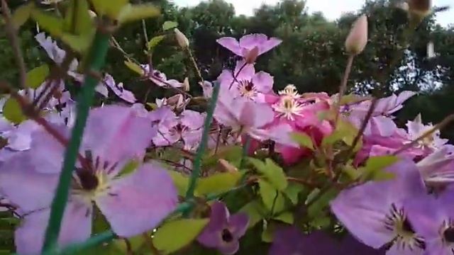 клематис Монин скай (Clematis Morning Sky) смотреть онлайн
