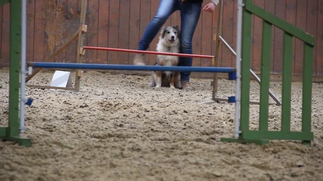 2nd Agility Training together | Club Cooperation смотреть онлайн