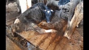 Чупакабру обвиняют в гибели скота в Аргентине. Чупакабра.