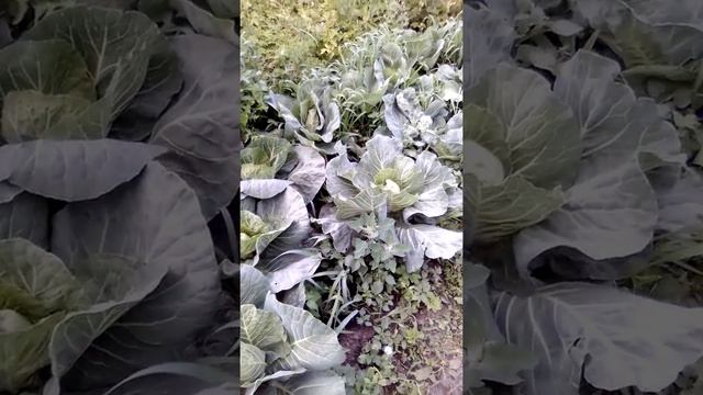 #Z Как быстро вырастить капусту смотреть онлайн