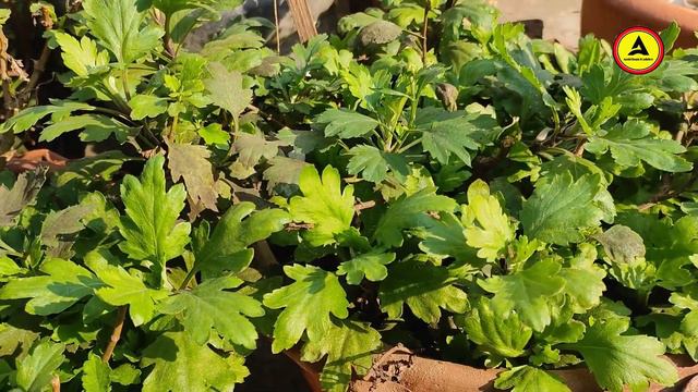 এখন কি চন্দ্রমল্লিকার কাটিং করার সঠিক সময় ?? কবে করবেন কাটিং থেকে চারা ?? смотреть онлайн