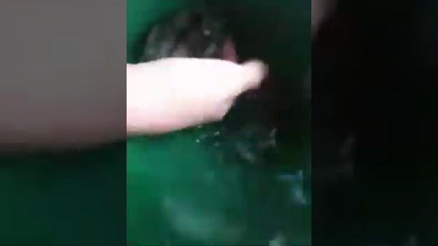 Как мои хомяки плавают смотреть онлайн