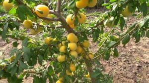 Слива СОНЕЙКА белорусской селекции