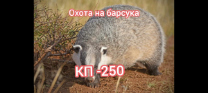 Охота на барсука, проходным капканом.. Живой барсук в проходном капкане.. КП -250 на тропе..