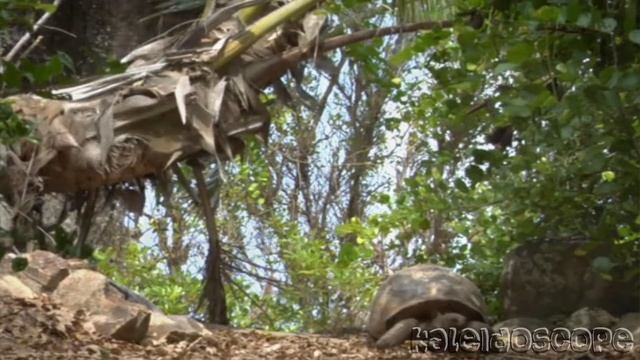 Брендон Гримшоу Купил Райский Необитаемый Остров на Сейшелах за 13 тысяч долларов, прожив там 40 ле смотреть онлайн