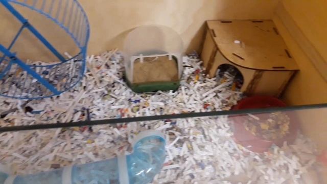 " Хомякариум " новое жилище нашим хомякам своими руками смотреть онлайн