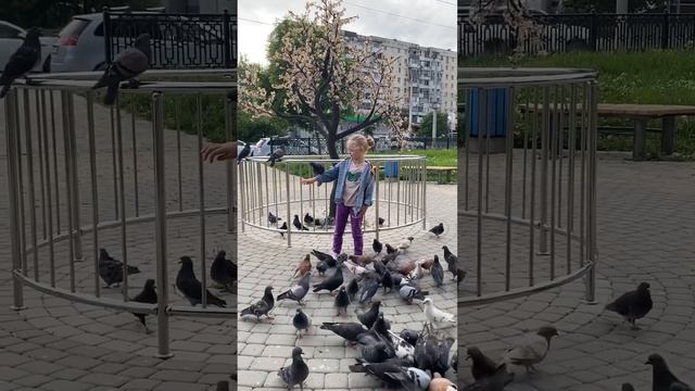 Приманиваем голубей? смотреть онлайн