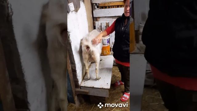 тихая охота у козы , как распознать смотреть онлайн