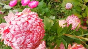 Мои красотки пионовидные астры