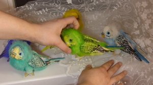 Авторская игрушка, Попугай.