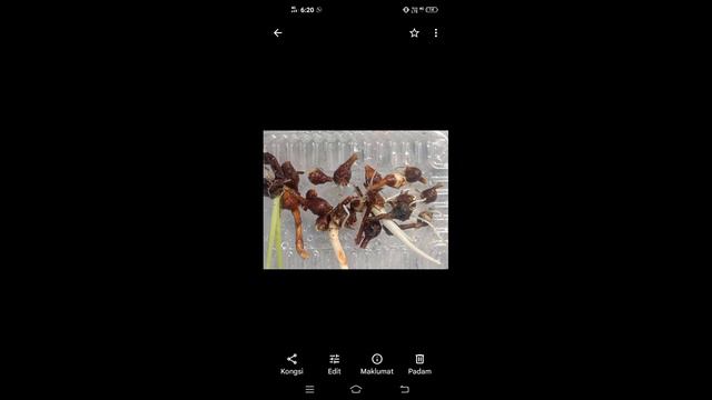 keladi Viral 916.Guinea gold смотреть онлайн