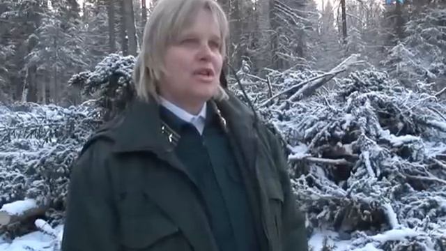 Незаконная вырубка леса смотреть онлайн