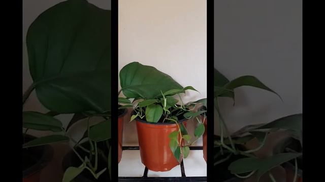 Arranging my balcony corner. смотреть онлайн
