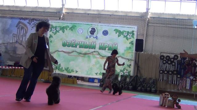 46. 3,07,2022, г.Касли. Моно пуделей. Сравнение на ЛС. смотреть онлайн