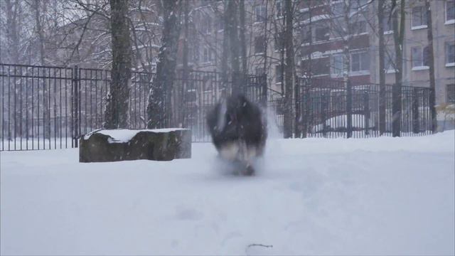 Питер завалило снегом. Гуляю со своей собакой.