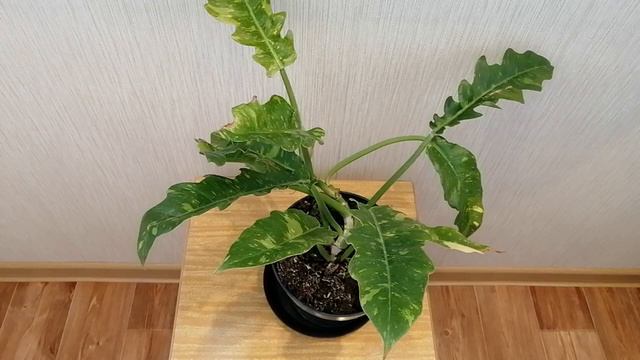 White Congo, Burle Marx, Ring of Fire 🌺 и другие мои филодендроны 🔥💐 смотреть онлайн