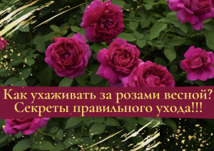 Как ухаживать за розами весной? Секреты правильного ухода.