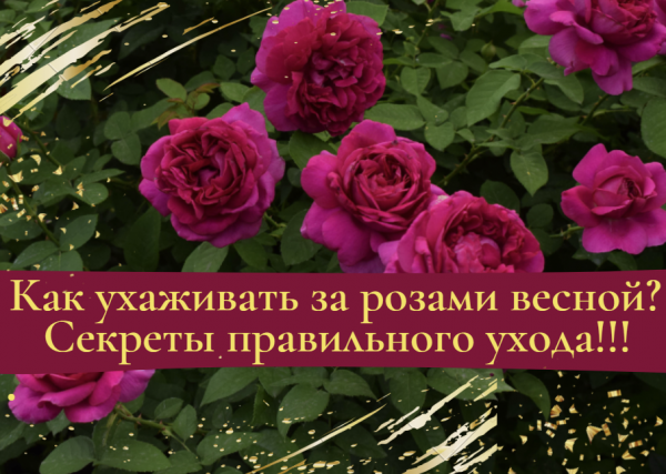 Как ухаживать за розами весной? Секреты правильного ухода.
