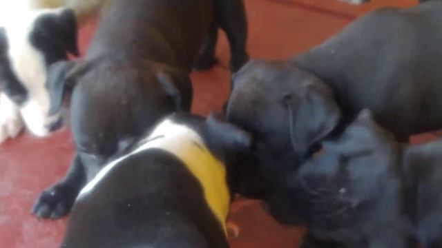 Реакция Питбуля на мясо. Сырое мясо щенку можно? смотреть онлайн