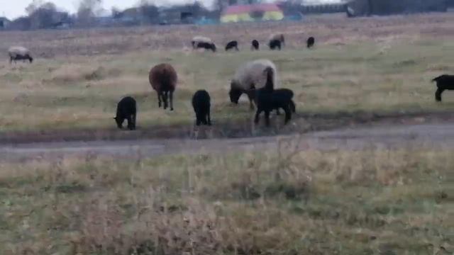 романовские овцы матки и ягнята смотреть онлайн