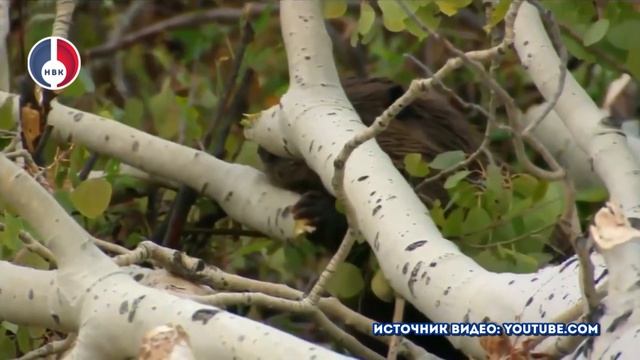 Бобры на реке Казанка. Чтобы не допустить паводка, работники ДКС разобрали 6 плотин смотреть онлайн
