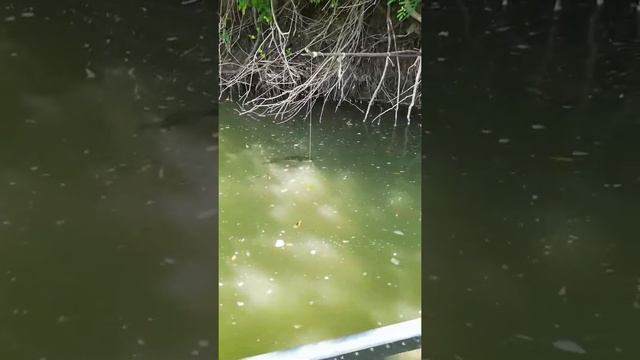 Вотак мы ловим сома на живца. р. КУБАНЬ смотреть онлайн