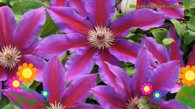 Клематис гибридный Фаерворкс. Краткий обзор, описание характеристик, где купить саженцы, крупномеры смотреть онлайн