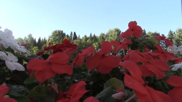 Настрой Сытина на исцеление от камней в желчном пузыре(для женщин) смотреть онлайн