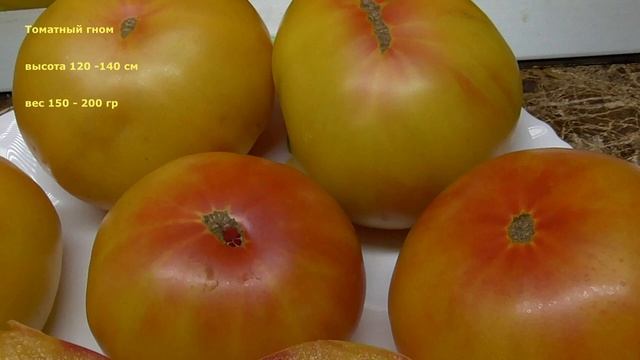 САМЫЕ СЛАДКИЕ И УРОЖАЙНЫЕ ТОМАТНЫЕ ГНОМЫ НА 2023 Г ЧАСТЬ 2 смотреть онлайн