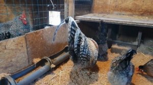 КУРЫ Легбар Кремовый история уход и содержание