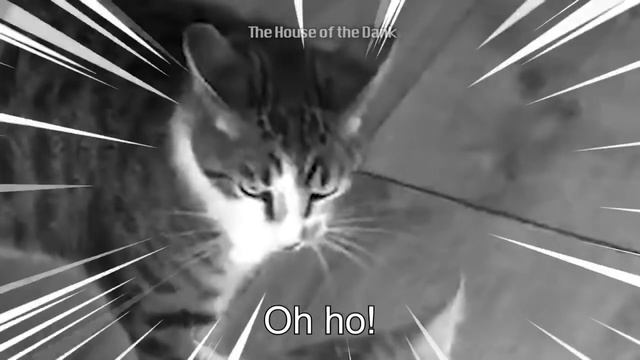 CAT FIGHT GONE JOJO ZA WARUDO GONE MINECRAFT MEME смотреть онлайн