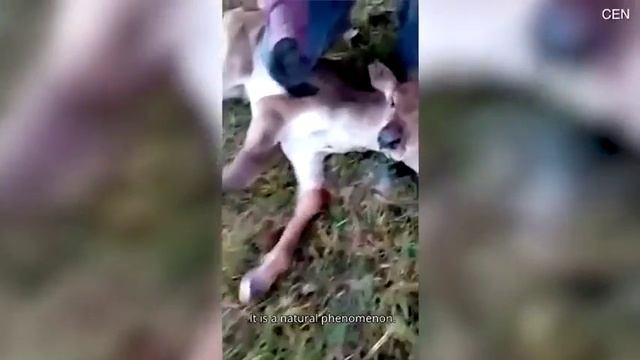 Теленок с двумя головами родился в Бразилии смотреть онлайн