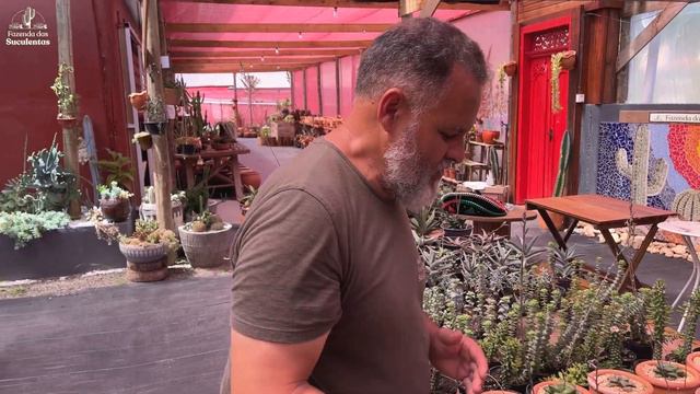 17 ESPÉCIES DE CACTOS E SUCULENTAS PARA IDENTIFICAÇÃO! смотреть онлайн