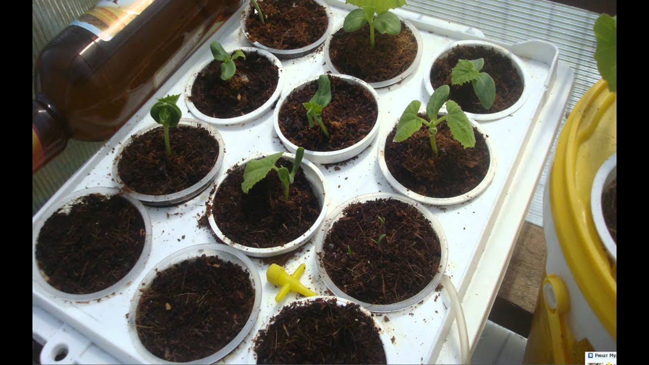 Огурцы и томаты на гидропонике 1 часть смотреть онлайн