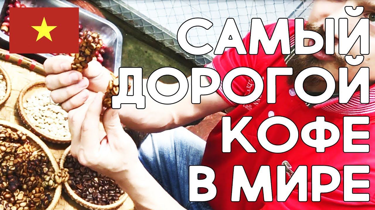 Самый дорогой кофе в мире! Кофе Лювак во Вьетнаме. смотреть онлайн