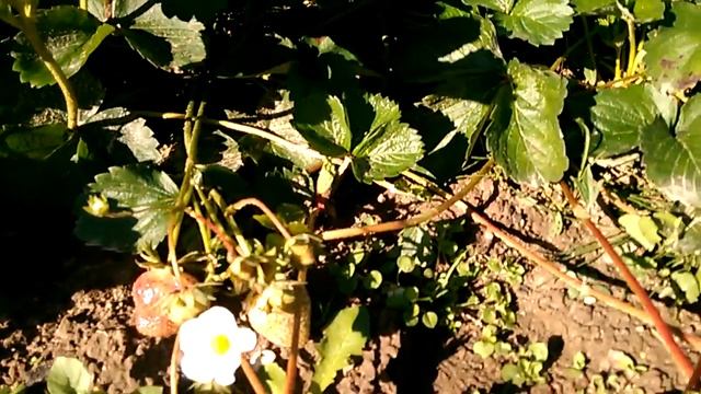 Аномалия 2018! Клубника, сорт Вайбрант, Ранняя. Плодоносит в сентябре (повторно)! 05.10.18. смотреть онлайн