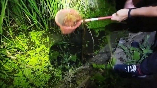 Ночная рыбалка на реке Северский Донец. Ловим карасей, карпика, сомика и собираем раков ночью смотреть онлайн