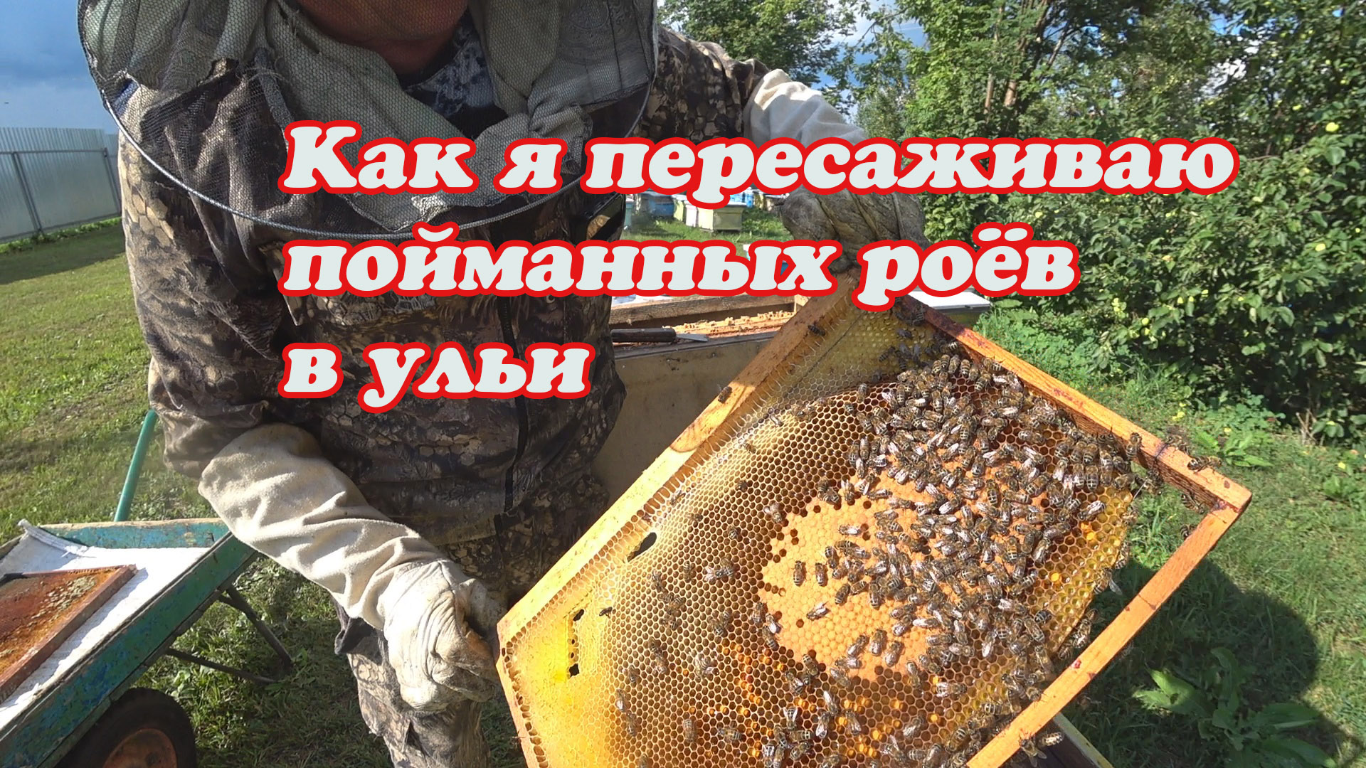 КАК Я ПЕРЕСАЖИВАЮ ПОЙМАННЫХ РОЁВ ИЗ ЛОВУШЕК В УЛЕЙ С ОТБОРОМ МАТКИ. смотреть онлайн