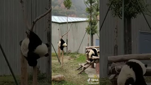 Самые смешные панды в мире. смотреть онлайн
