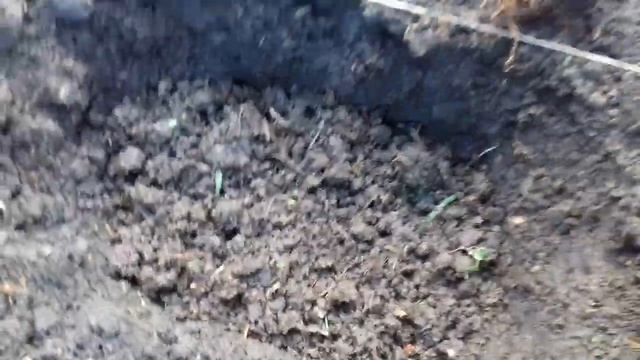 ПОСАДКА КЛЕМАТИСОВ НА ПОСТОЯННОЕ МЕСТО В ОТКРЫТЫЙ ГРУНТ ВЕСНОЙ. МОЙ СПОСОБ ПОСАДКИ.